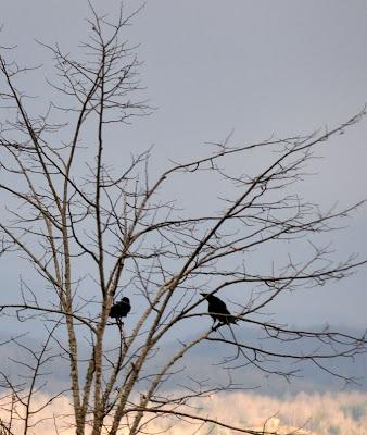 One Crow, Two Crow