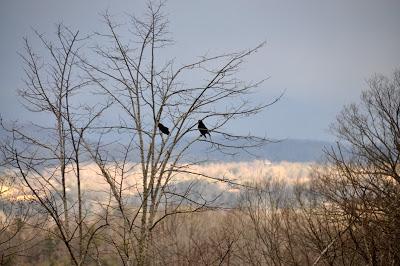 One Crow, Two Crow