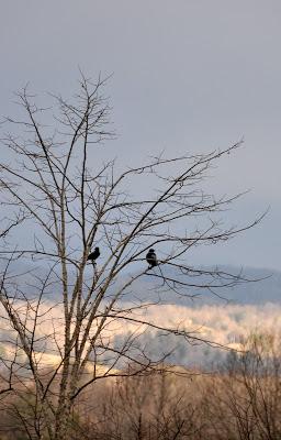 One Crow, Two Crow