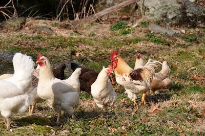 Chickens in the Grass. . . Alas . . .