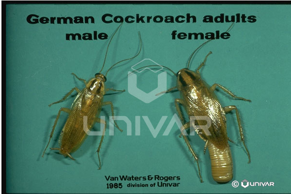 germancockroach The scourge of kitchens and restaurants. 