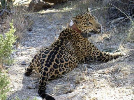 Macho B in February 2009, after he was first captured in a trap set by researchers and fitted with a radio collar.