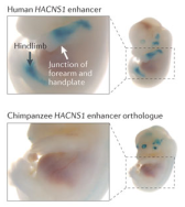 Mice embryos given the human and chimp variants of HACNS1. It colours the embryo blue where it is expressed.