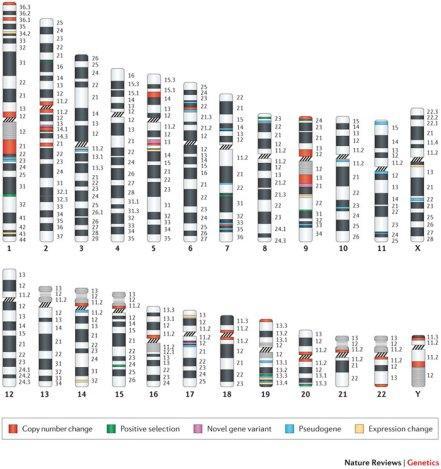 The location of genes which have changed over the course of human evolution