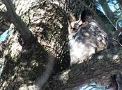 Photo Essay: Great Horned Sighting Thickson’s Woods Whitby