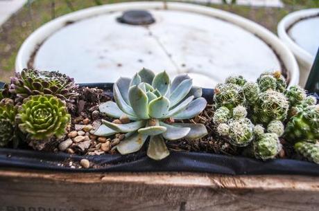 succulents_palletplanter