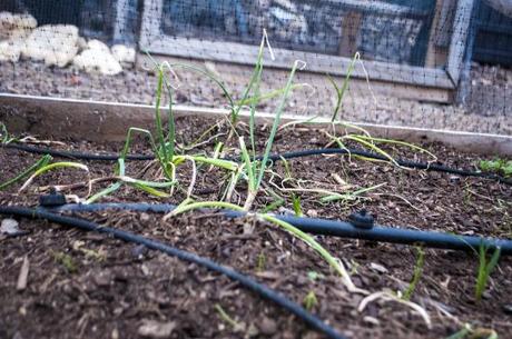 sprouting onion