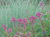 Ornamental Grasses Destiny