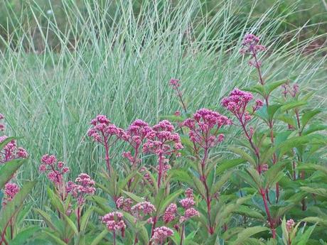 Ornamental grasses are my destiny