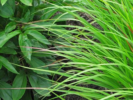 Ornamental grasses are my destiny