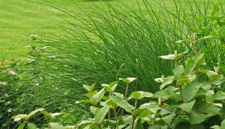 Ornamental grasses are my destiny