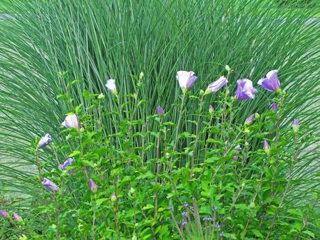 Ornamental grasses are my destiny