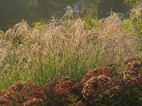 Ornamental grasses are my destiny