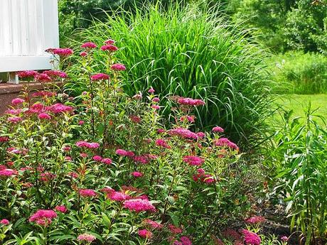 Ornamental grasses are my destiny