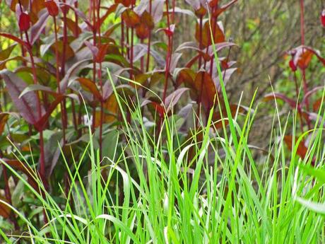 Ornamental grasses are my destiny