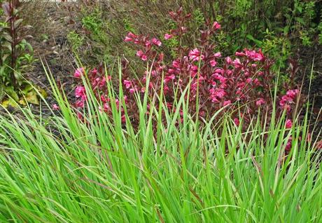 Ornamental grasses are my destiny