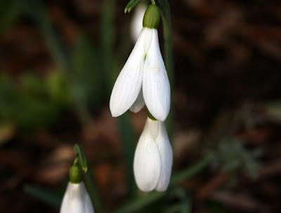 Winter Woodland Garden Walk