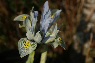 Winter Woodland Garden Walk