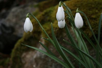 Winter Woodland Garden Walk