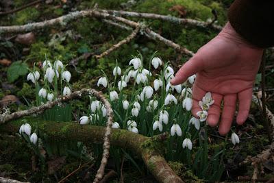 Winter Woodland Garden Walk