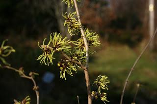 Winter Woodland Garden Walk