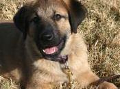 Nurturing Beloved Pet/My Puppy Loves Doggy Days