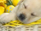 Puppy Passion/A Spirited Meant Recruit