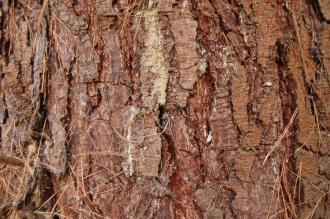 Pinus radiata Bark (09/02/2013, Kew Gardens, London)
