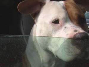 Pit bull rescued from dog-fighting ring gets new life thanks to Cleveland-area groups