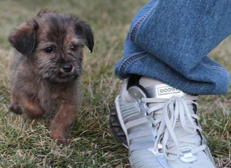 'Lil pup Darby. Photo by Patti Blake/The Starr Press