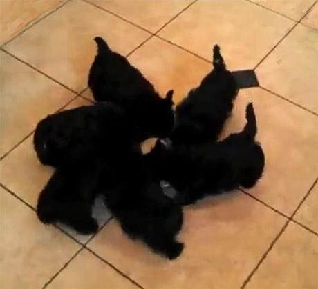 VIDEO: Synchronized DOGS Form a K-9 Pinwheel!