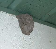 Termite Nests: Termite Mud Nest
