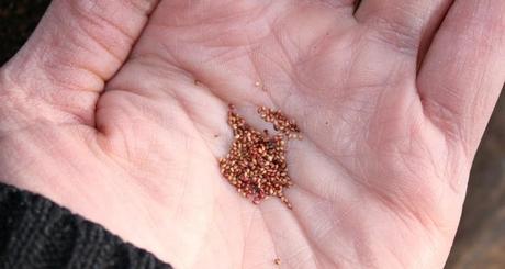 Strawberry 'Mignonette' seed