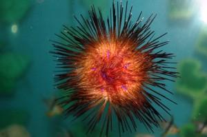 urchin2