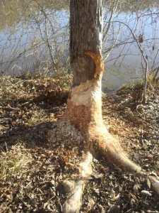 Beaver tree