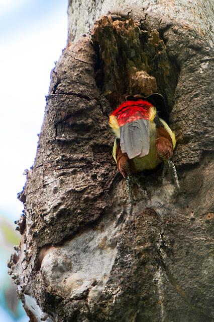 Aracari-Entering-Nest-in-Tree-2