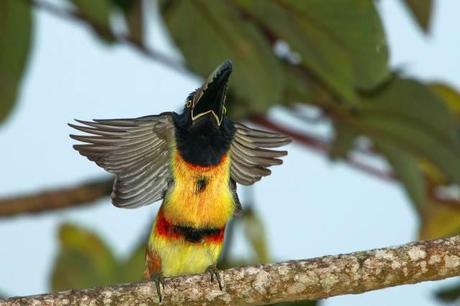 Aracari-Wings-Stretching