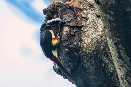 Aracari-Entering-Nest-in-Tree