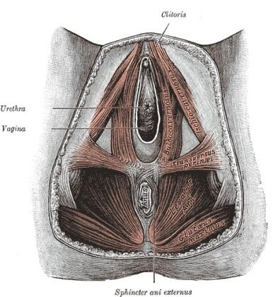 Medical drawing of the female pelvic floor muscles.