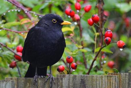 Friendly Blackbird