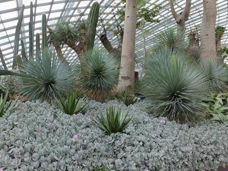 Succulents in the Dome