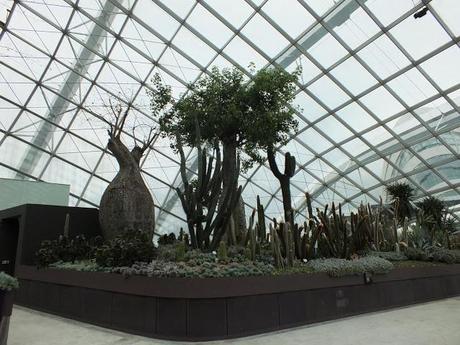 Succulents in the Dome