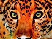 Mining Executive, Missing Millionaire Weird Politics U.S. Jaguar Conservation