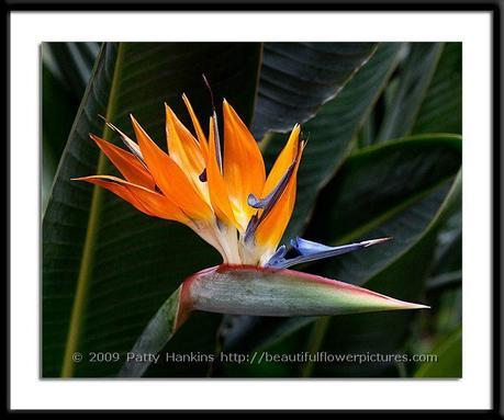 Bird of Paradise