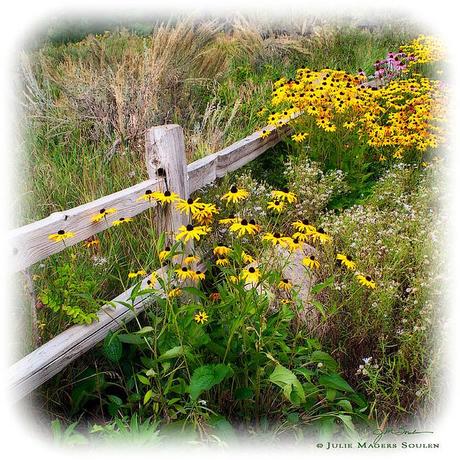 A beautiful bunch of black eyed susan flowers are nestled next to a rustic garden fence.