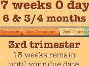Twin Pregnancy Weeks