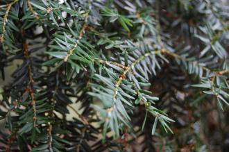 Tsuga canadensis Leaf (09/02/2013, Kew Gardens, London)