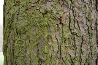 Tsuga canadensis Bark (09/02/2013, Kew Gardens, London)