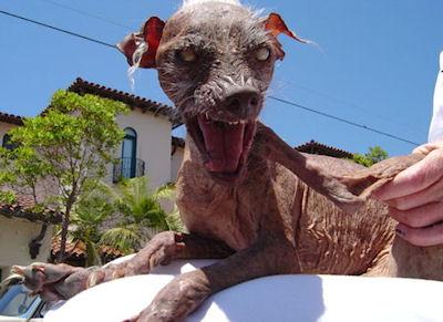 The Ugliest Pets In The World