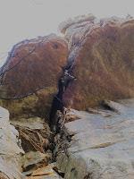 Climbing Bundaleer Climbing Bundaleer